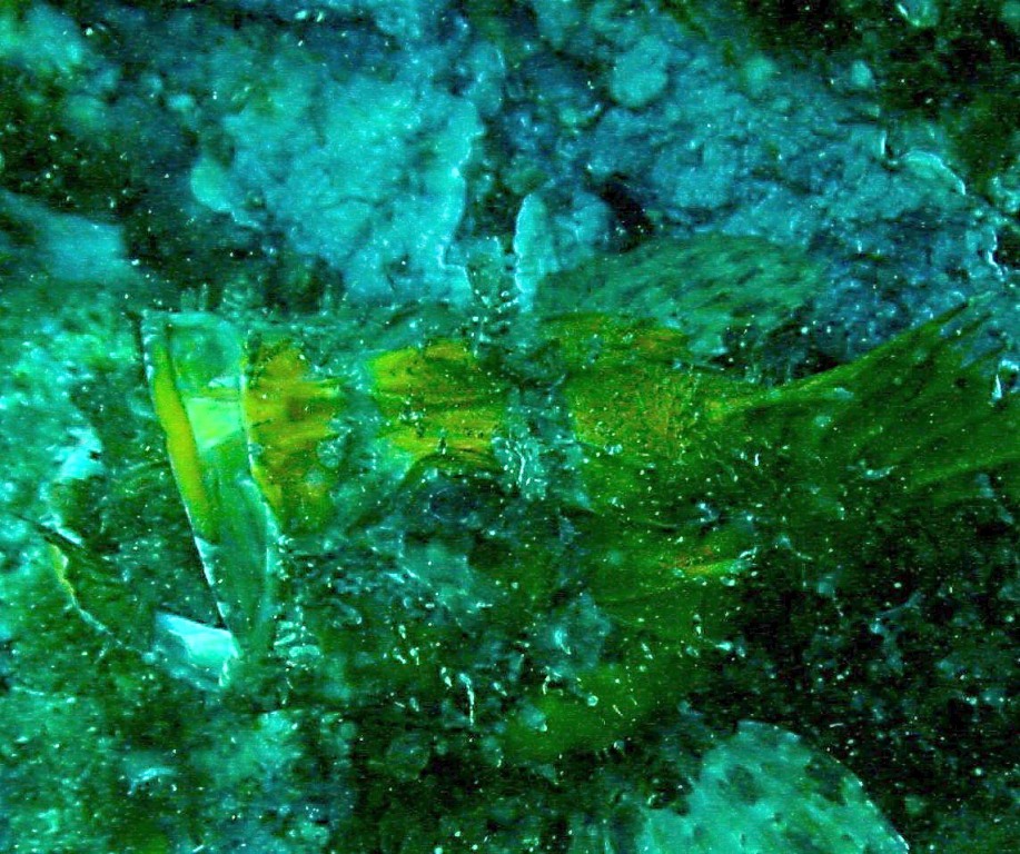 Scorpaena scrofa livrea gialla